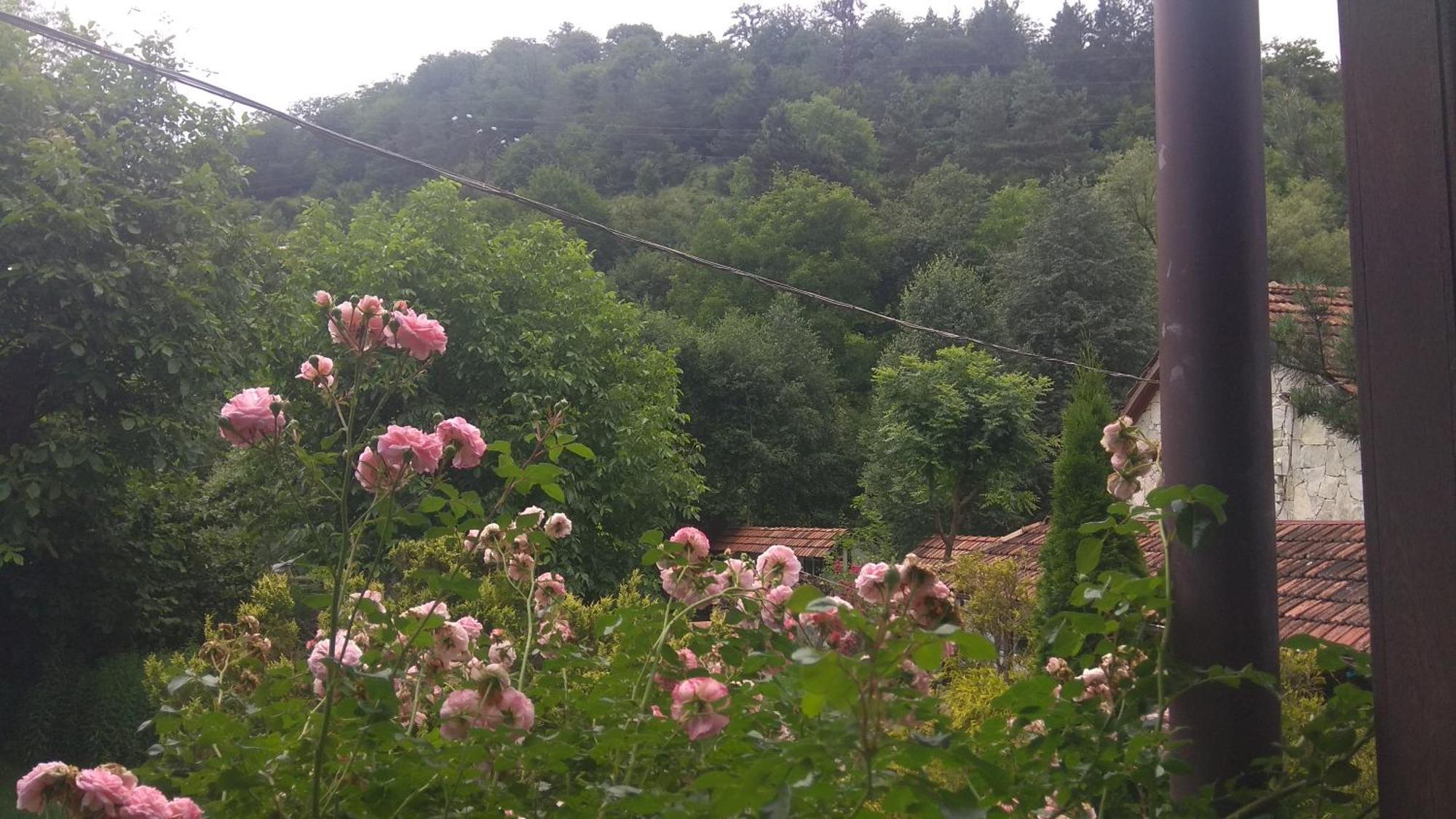 Eco Garden Bed & Breakfast Dilican Dış mekan fotoğraf